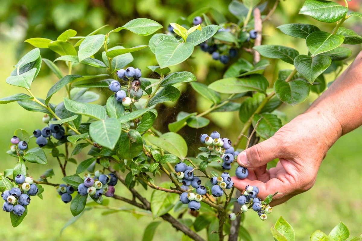A hand picking ripe blueberries from a blueberry bush outdoors.