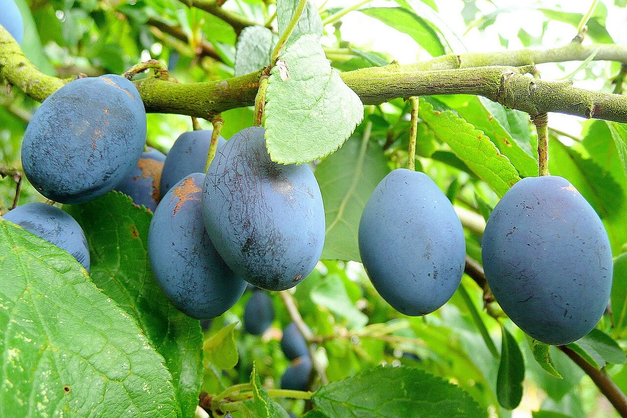 Photo of Where Do Damsons Grow? UK and Europe Growing Guide