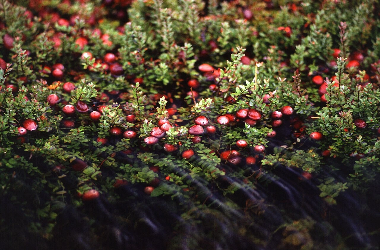 Cranberries growing in a bog with green vines and ripe red berries